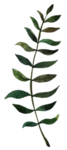 手绘植物花卉