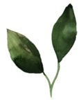 手绘植物花卉