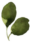 手绘植物花卉