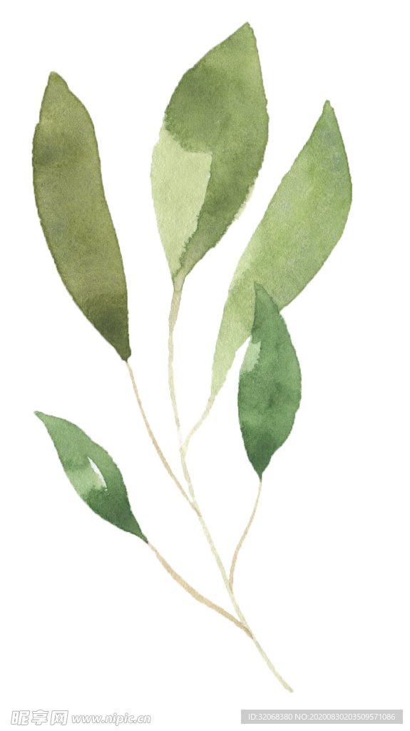 手绘植物花卉