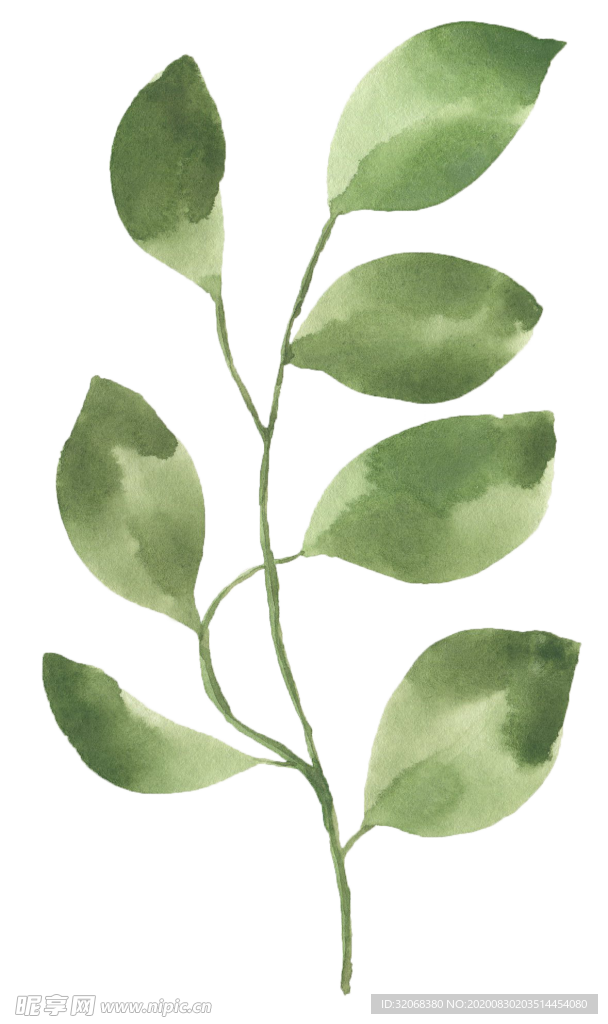 手绘植物花卉