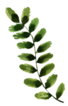 手绘植物花卉