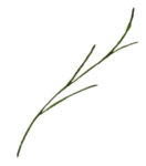 手绘植物花卉