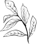 手绘植物花卉