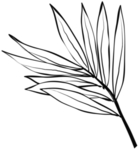 手绘植物花卉