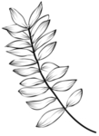 手绘植物花卉