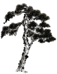 水墨中国风迎客松