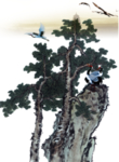 水墨中国风迎客松