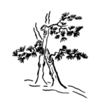 水墨中国风迎客松