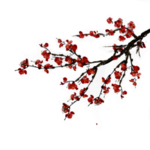 中国风水墨梅