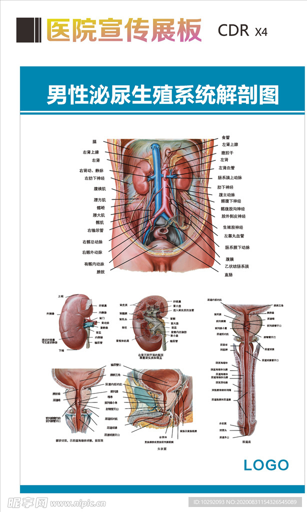 男性生殖解剖图