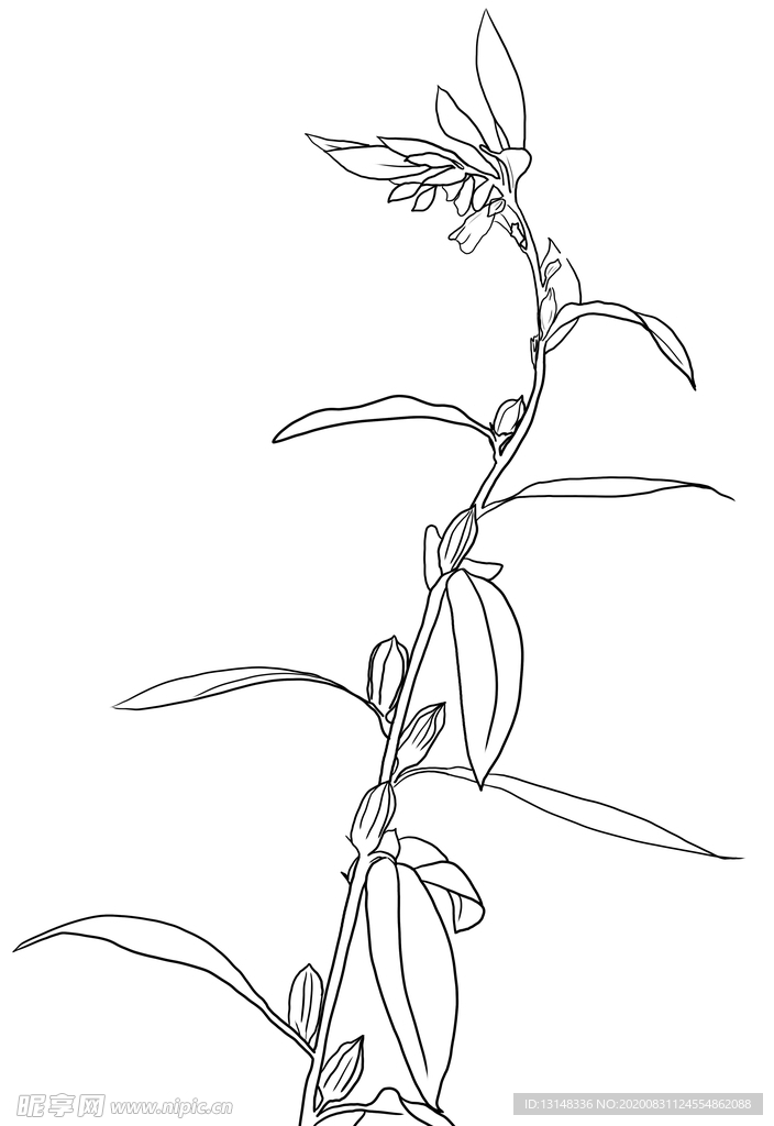 芝麻