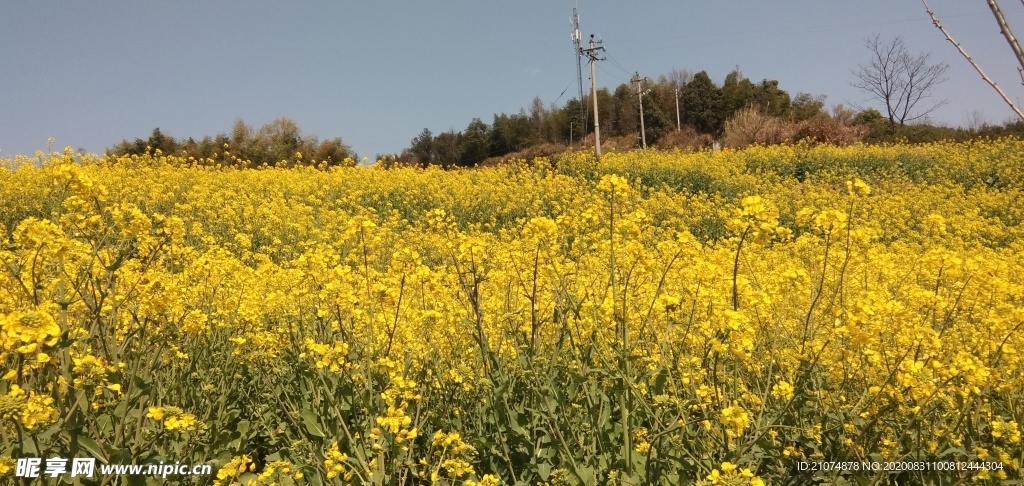 油菜花