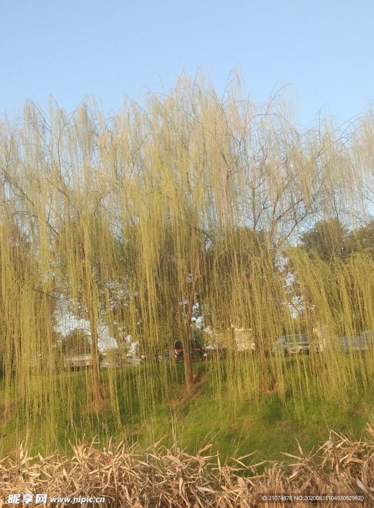 垂柳