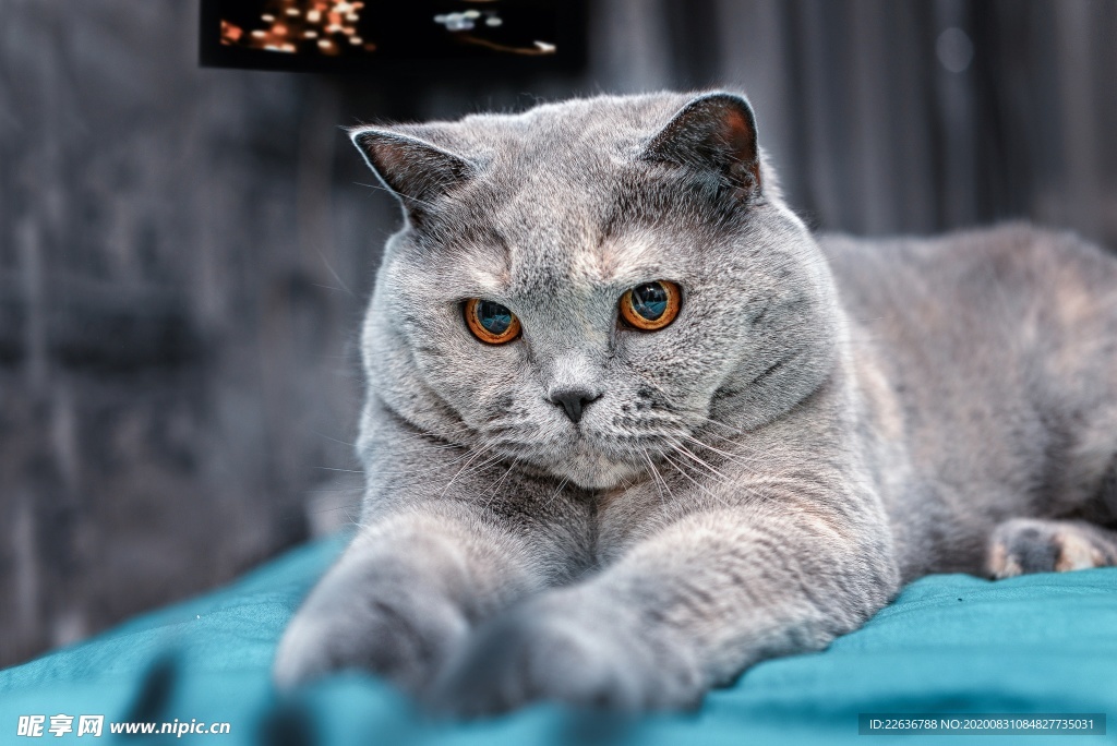 猫