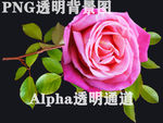 玫瑰花