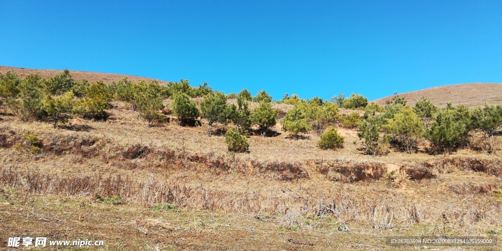 山坡松树林风景