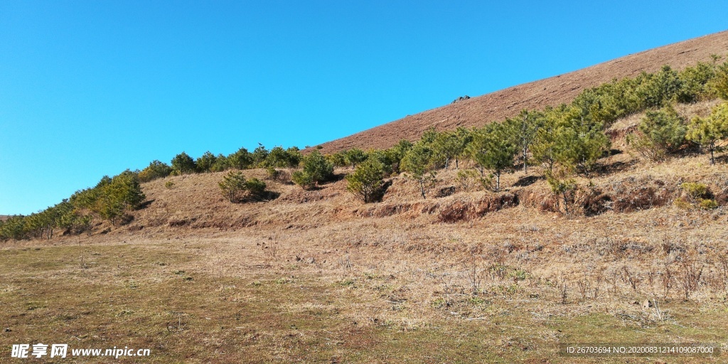 高山松林