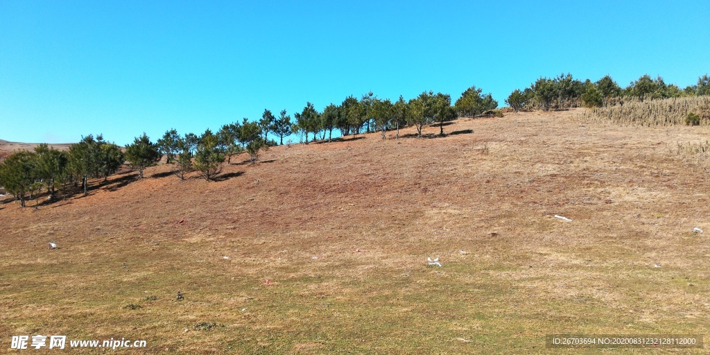 山坡上的松林