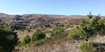 大山乡村松树林风景