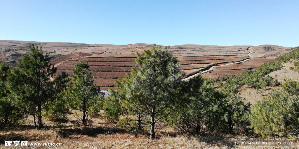 高山松树风景