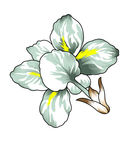 手绘花卉