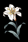 手绘百合花