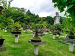 盆景