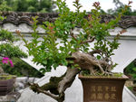 盆景
