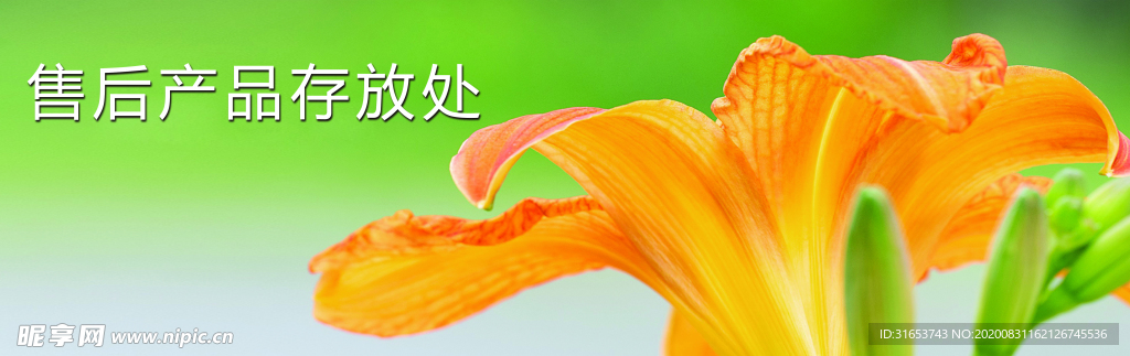 灯片  黄花