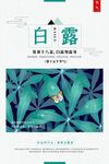 白露