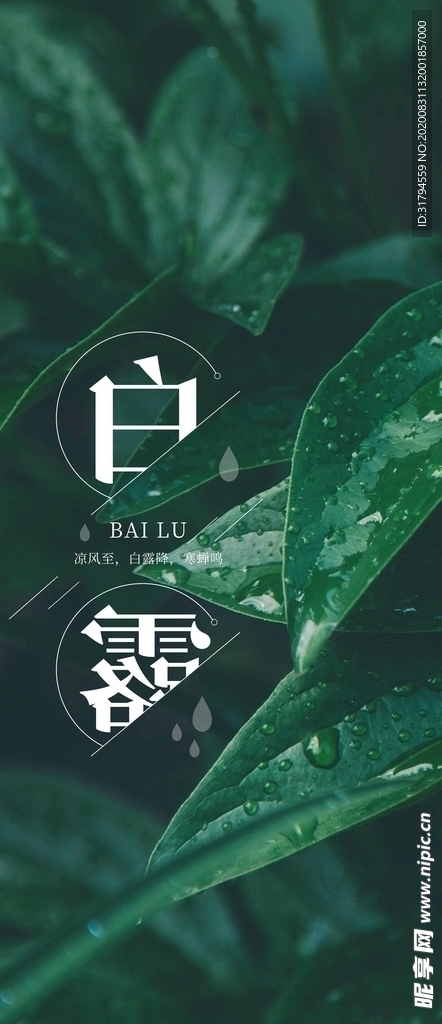 白露