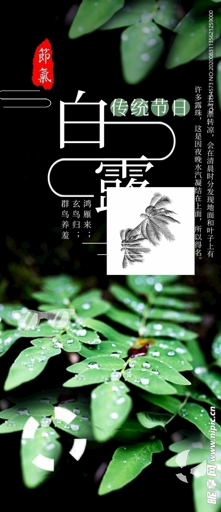 白露