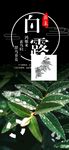 白露