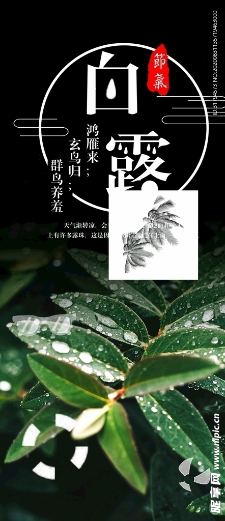 白露