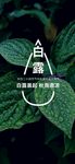 白露