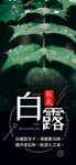 白露