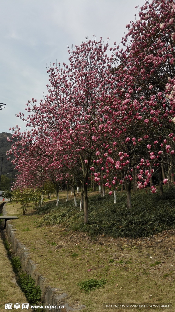 木兰花