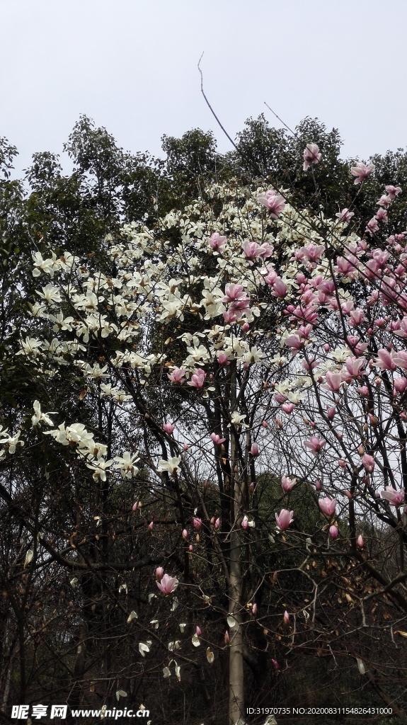 木兰花开