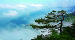 松 自然景观