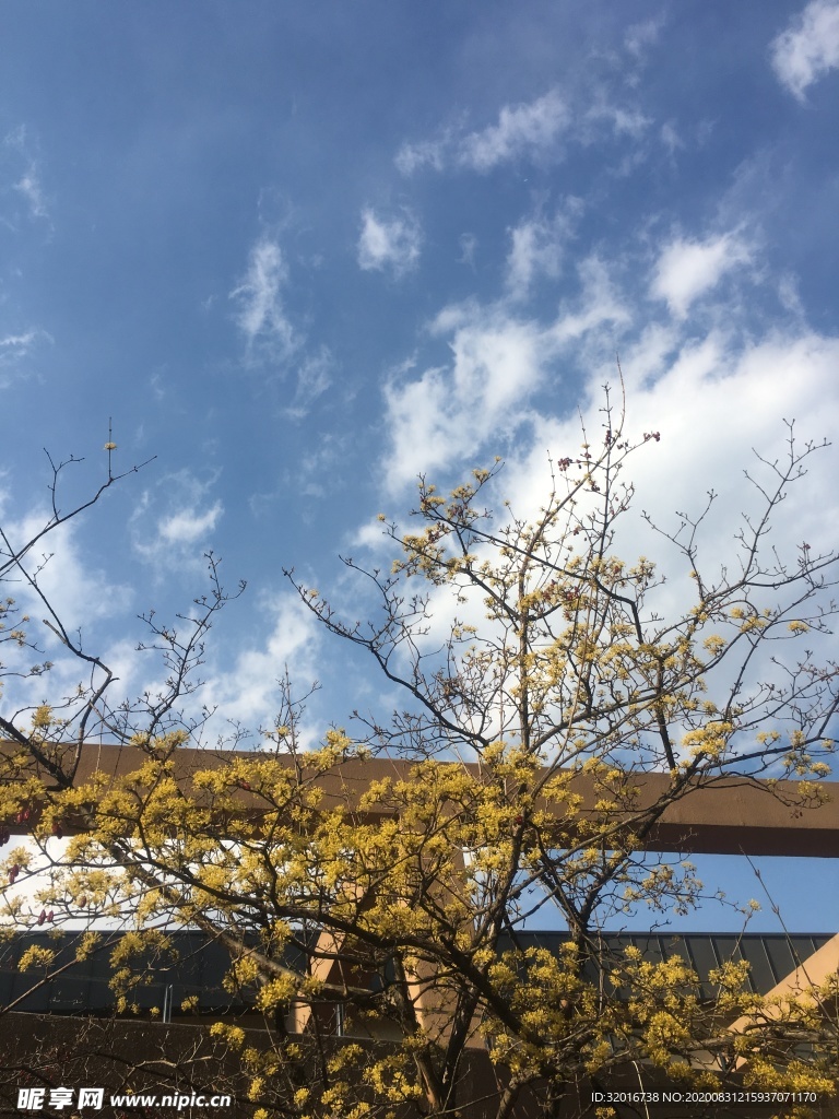 小黄花