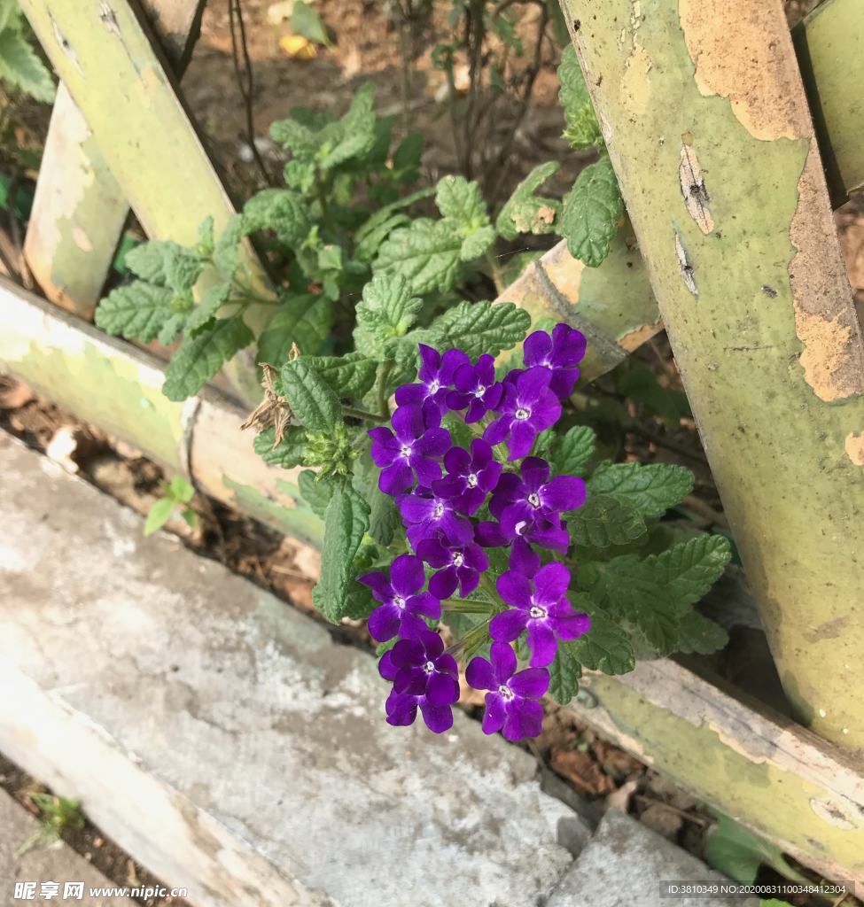 篱笆墙外的小野花