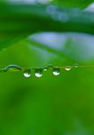 春雨
