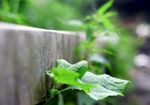 野生植物