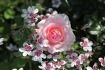 月季花
