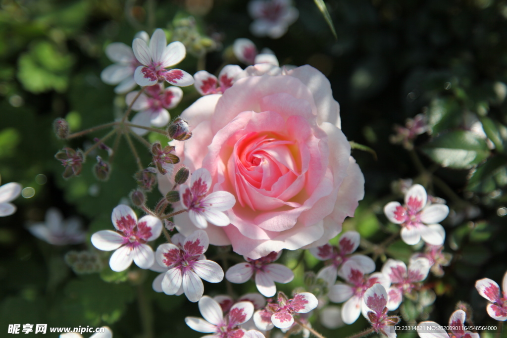 月季花