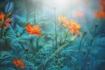 小菊花