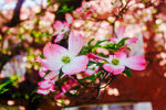 四叶花