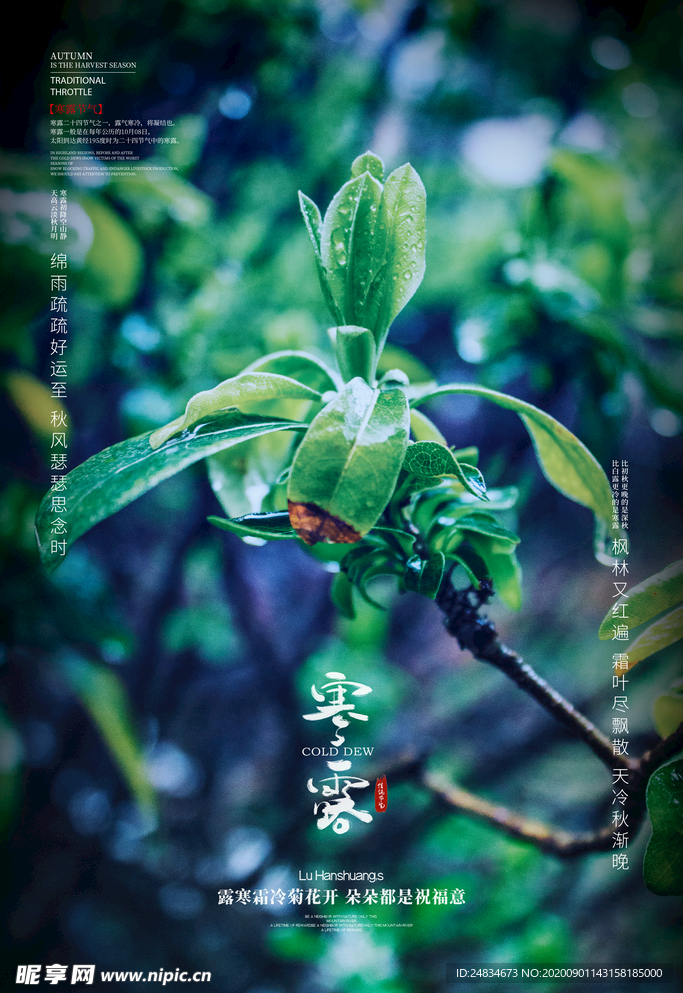 寒露海报
