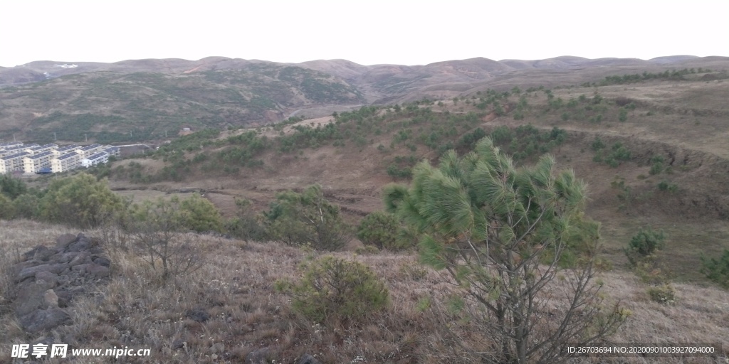 高山松树林